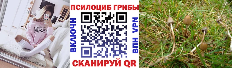 Псилоцибиновые грибы Psilocybe  где продают   Лосино-Петровский 